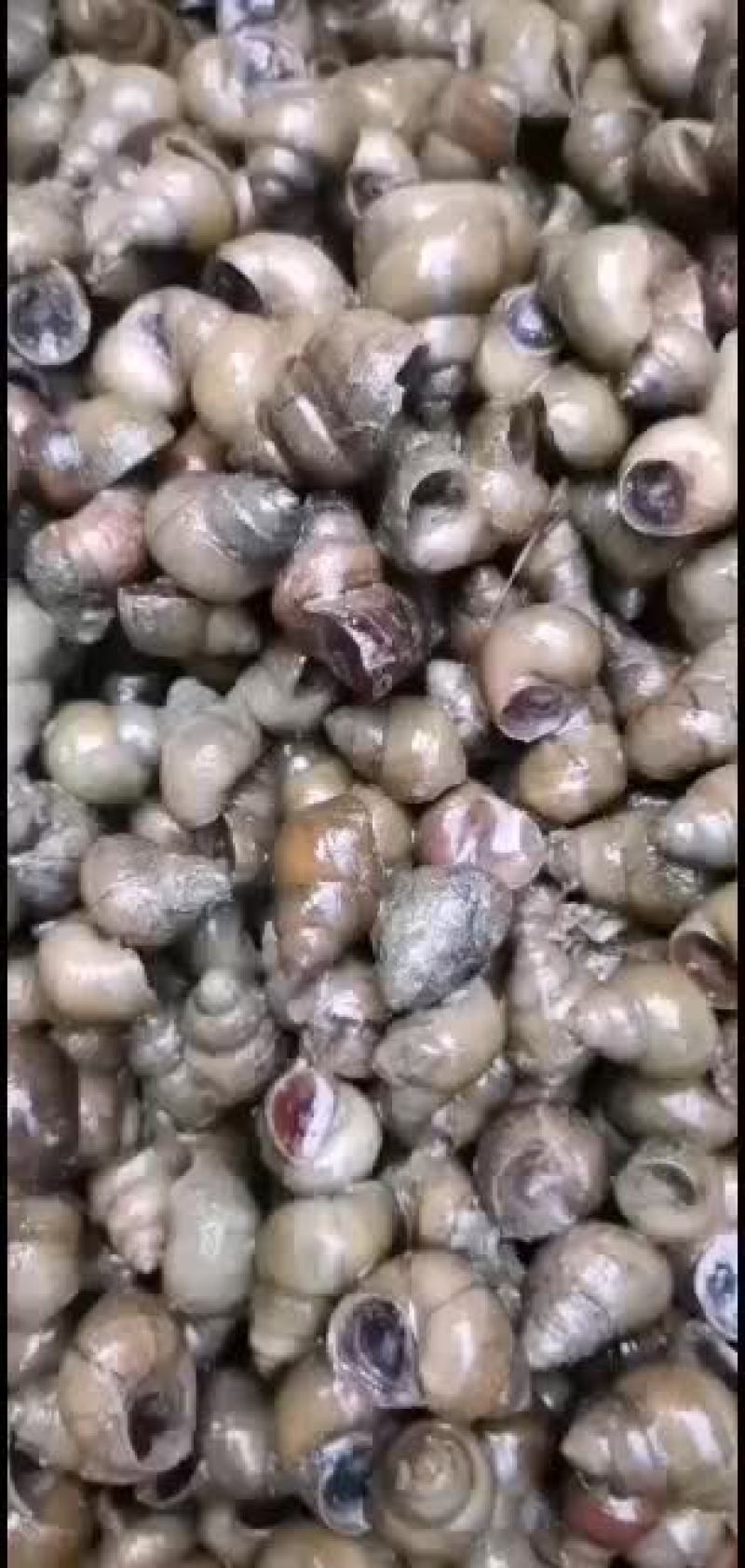 食用青皮螺狮田螺！！！！