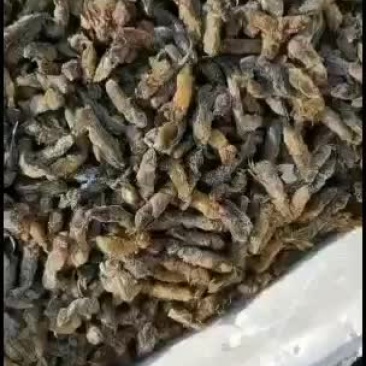 昆虫类～蝼蛄一手货源