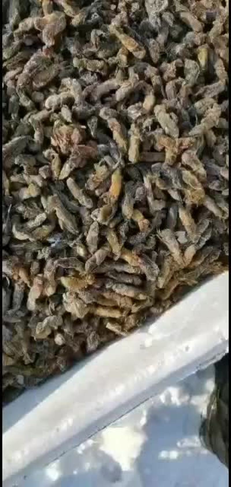 昆虫类～蝼蛄一手货源