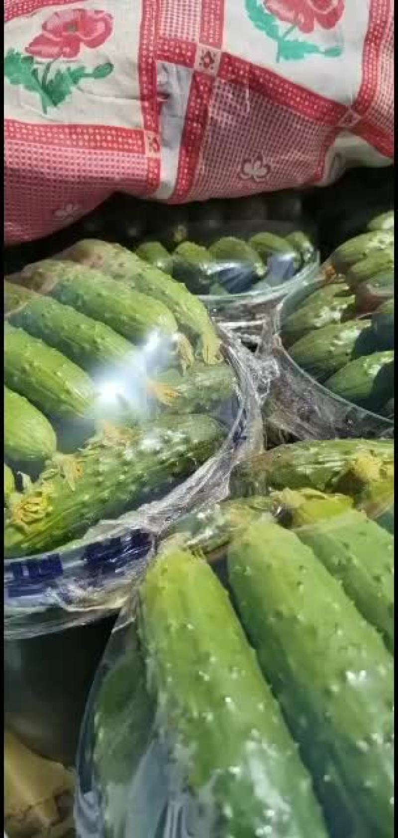 常年代收大刺鲜花旱黄瓜