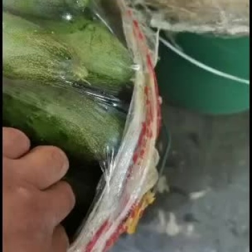 常年代收大刺鲜花旱黄瓜