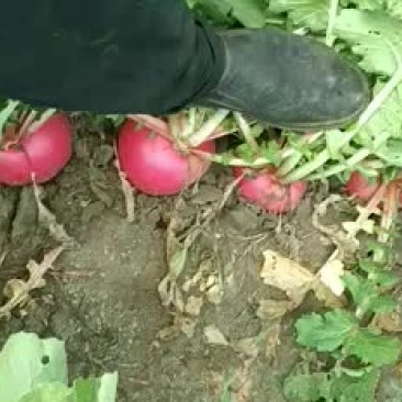 红皮白皮绿皮萝卜