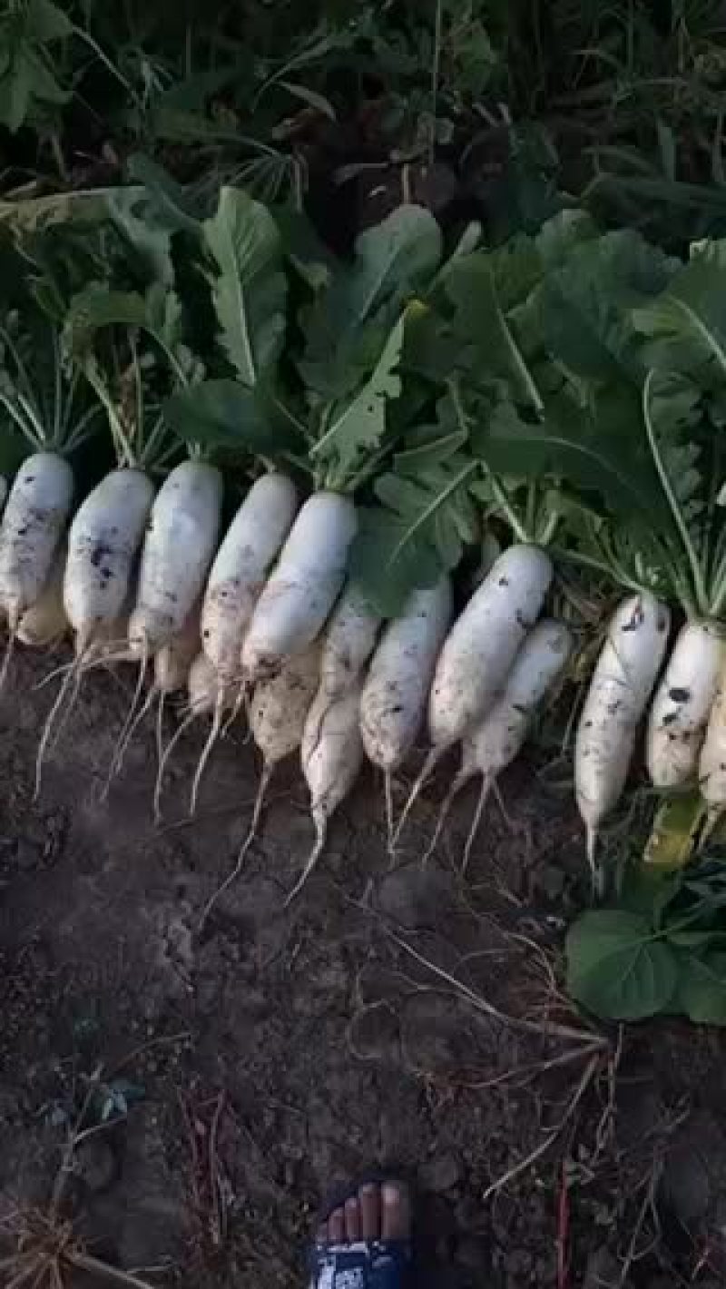 红皮白皮绿皮萝卜