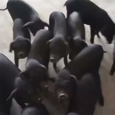 想要小猪的老板欢迎联系