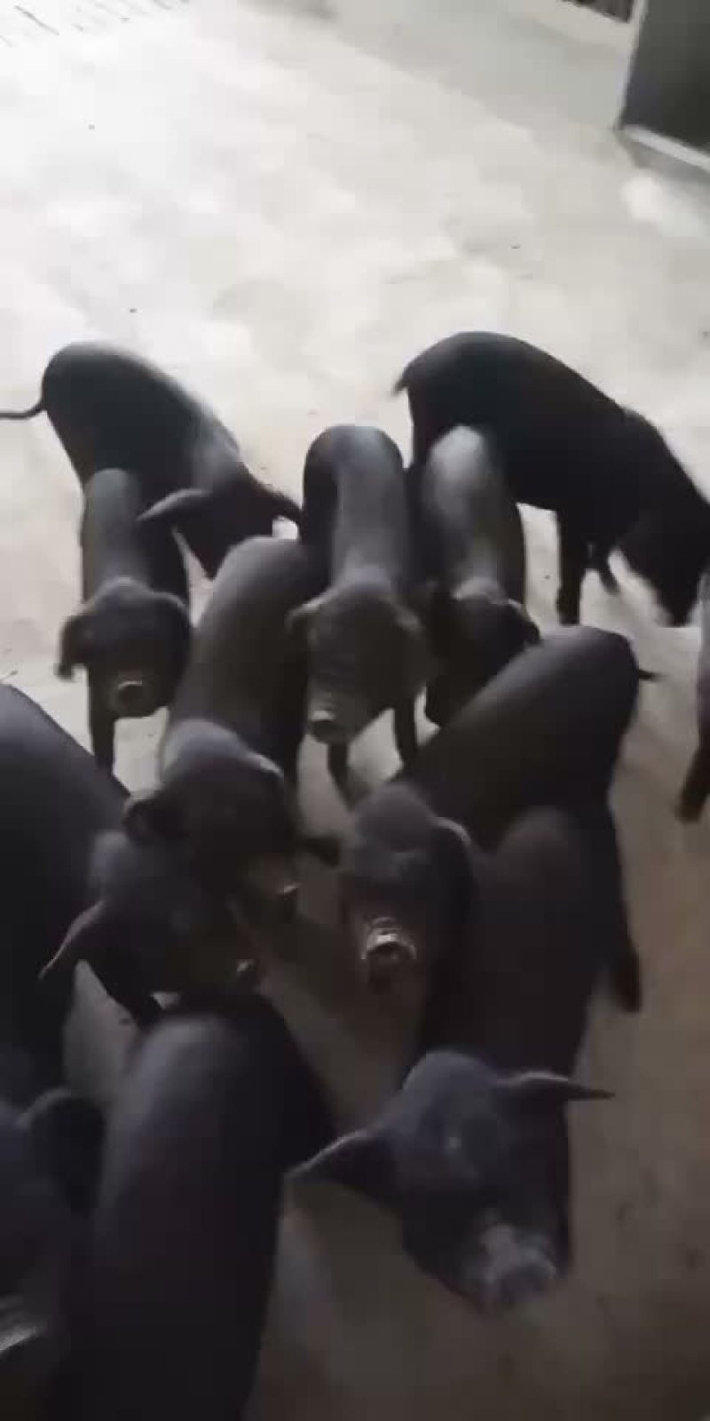想要小猪的老板欢迎联系