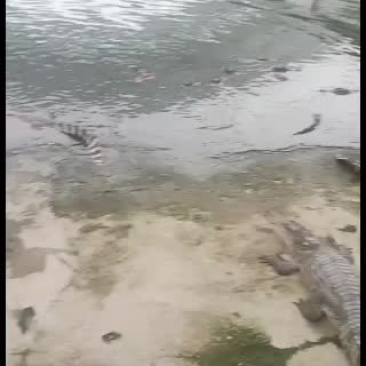 精品鳄鱼，大型，中型都有