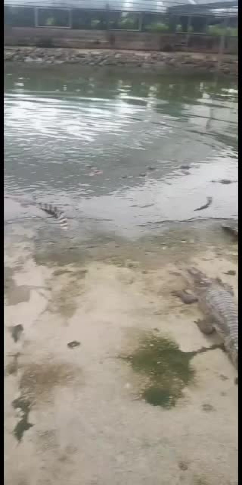 精品鳄鱼，大型，中型都有