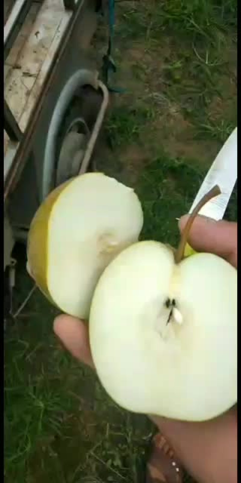 砀山，新鲜水果，光果圆黄梨，汁甜，皮薄，