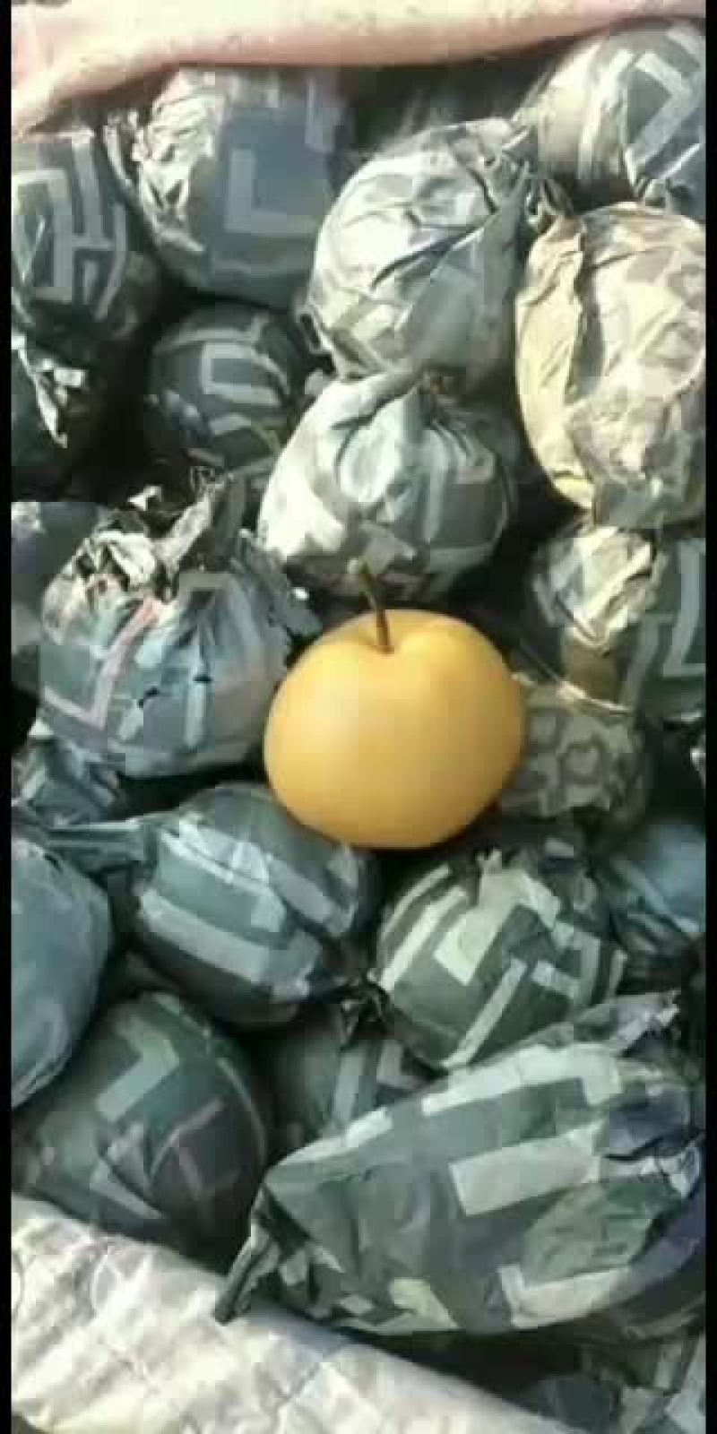 砀山，新鲜水果，光果圆黄梨，汁甜，皮薄，