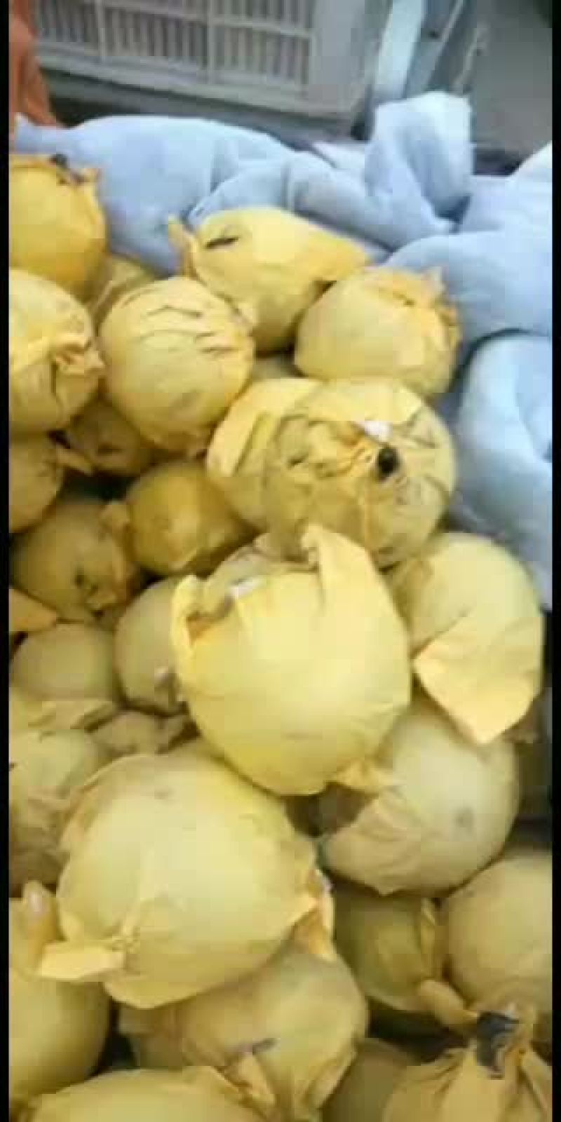 砀山，新鲜水果，光果圆黄梨，汁甜，皮薄，