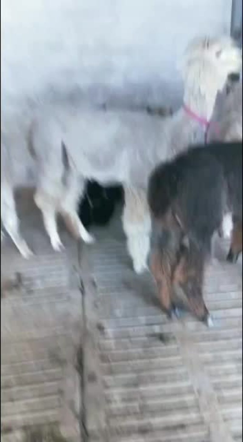 基地直供，精品观赏羊驼，可视频选购，