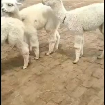 基地直供，精品观赏羊驼，可视频选购，