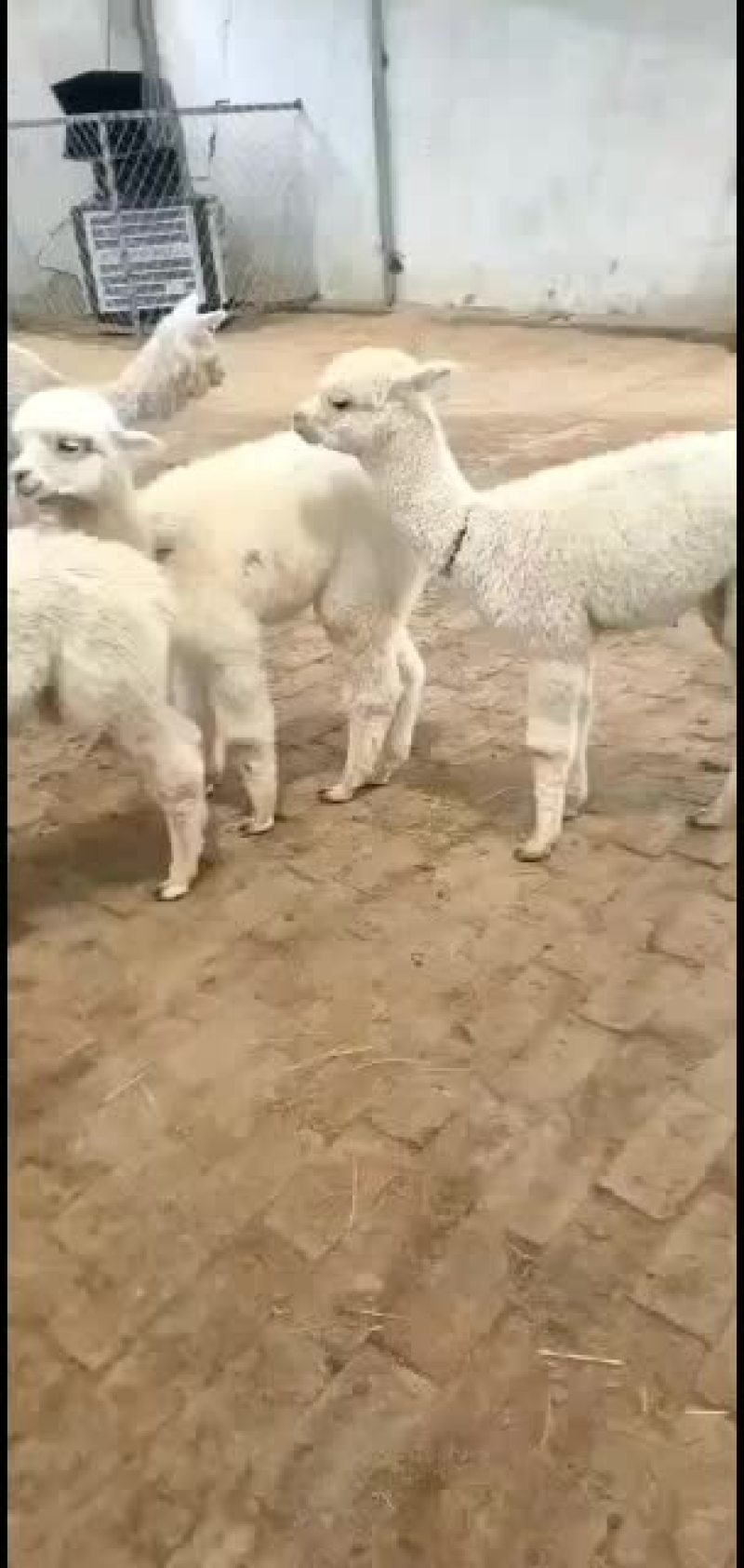 基地直供，精品观赏羊驼，可视频选购，
