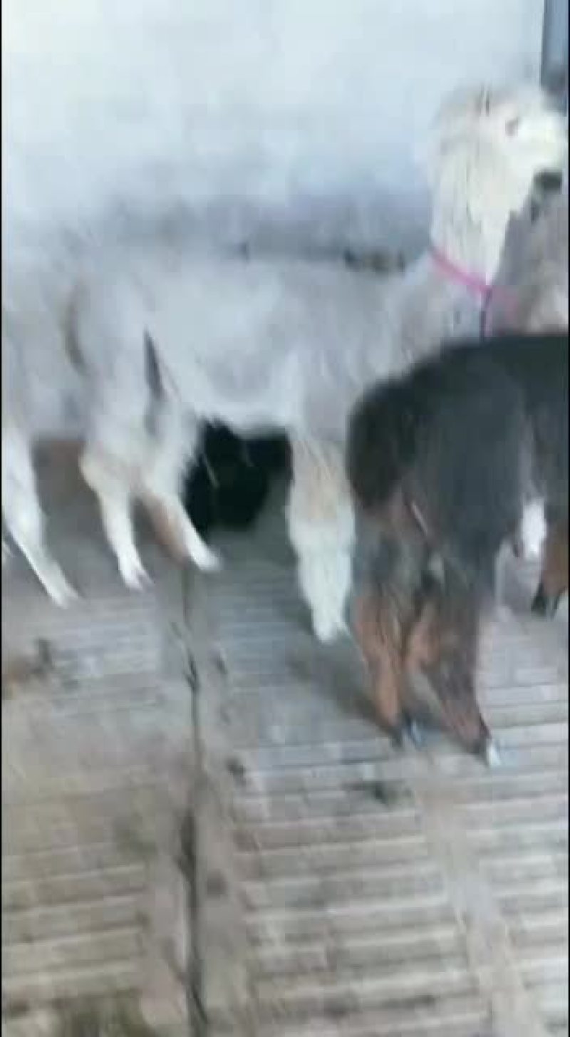 基地直供，精品观赏羊驼，可视频选购，