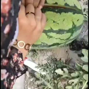 宁夏中卫硒砂瓜已到货，正热买中