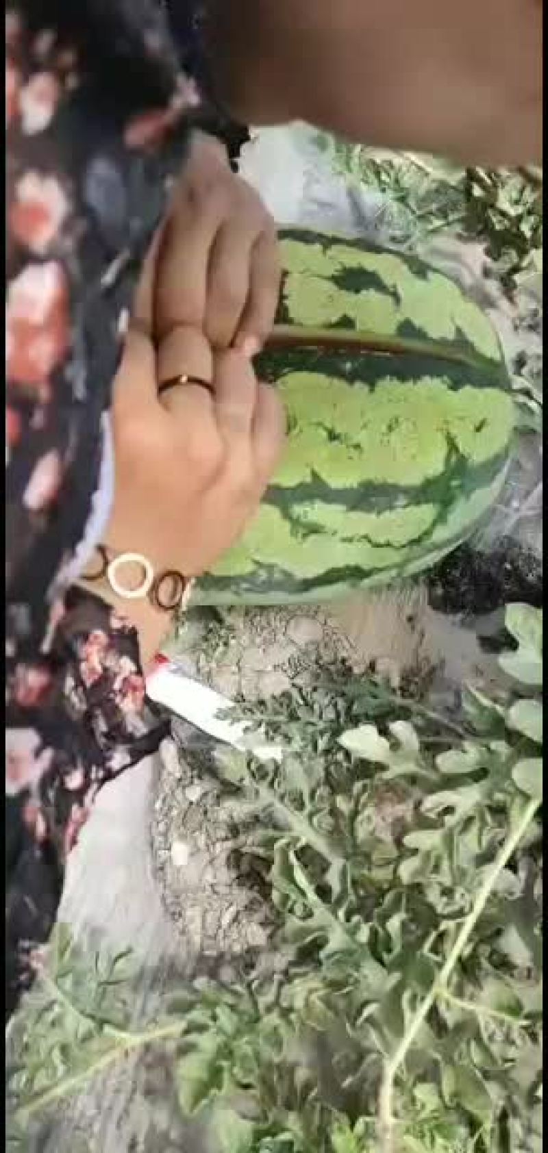 宁夏中卫硒砂瓜已到货，正热买中