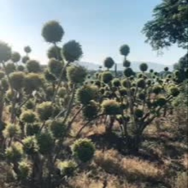 亮晶基地多种规格多球亮晶