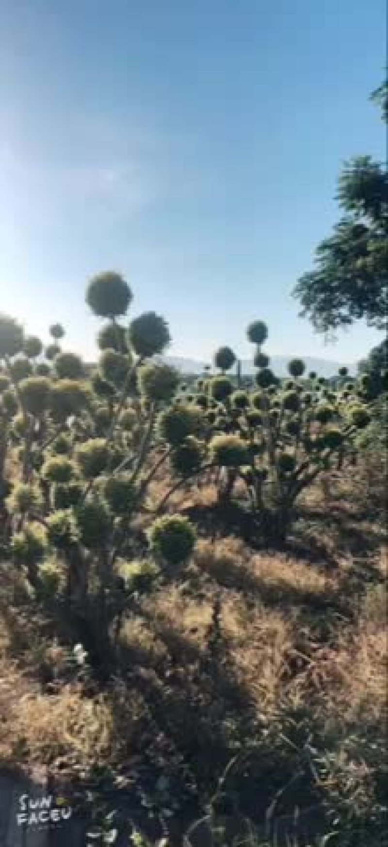 亮晶基地多种规格多球亮晶