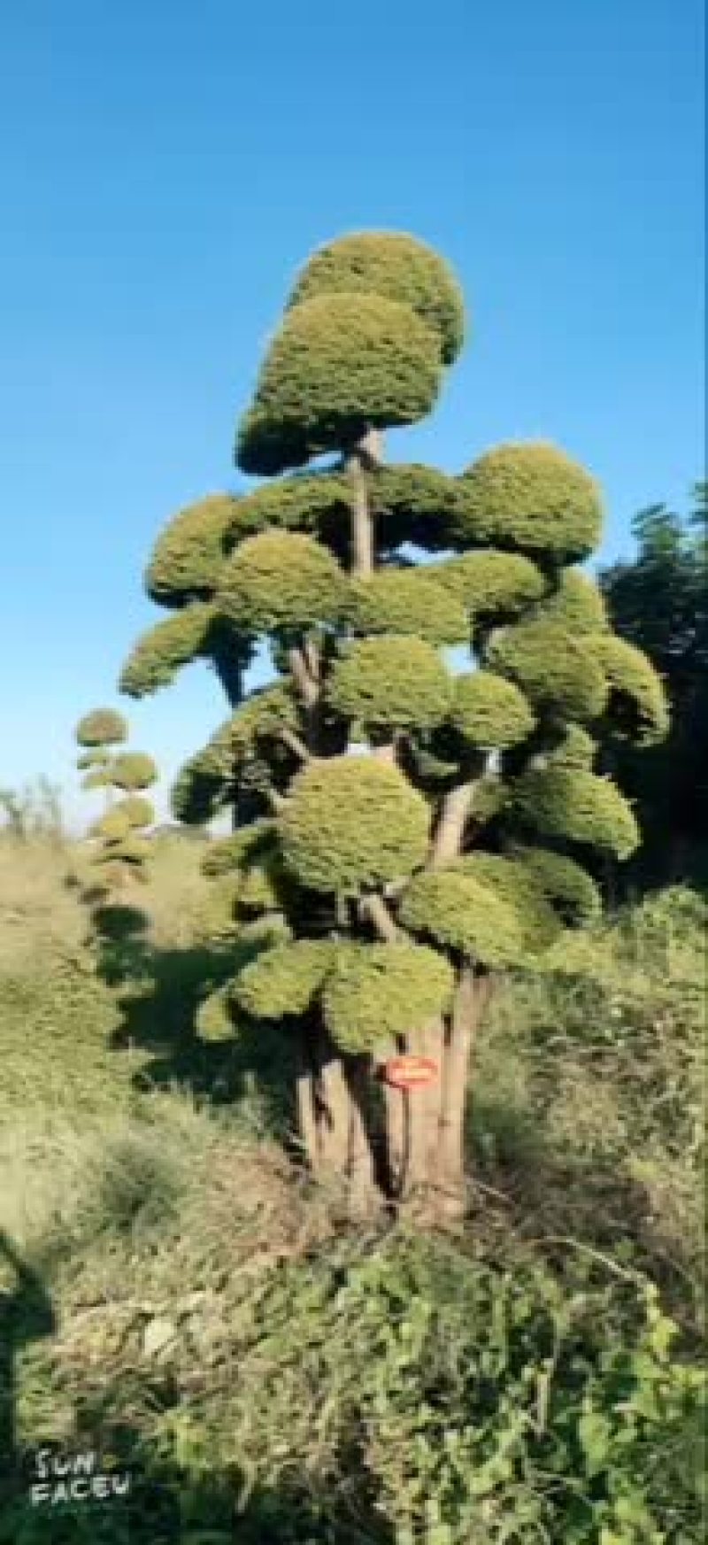 亮晶基地多种规格多球亮晶