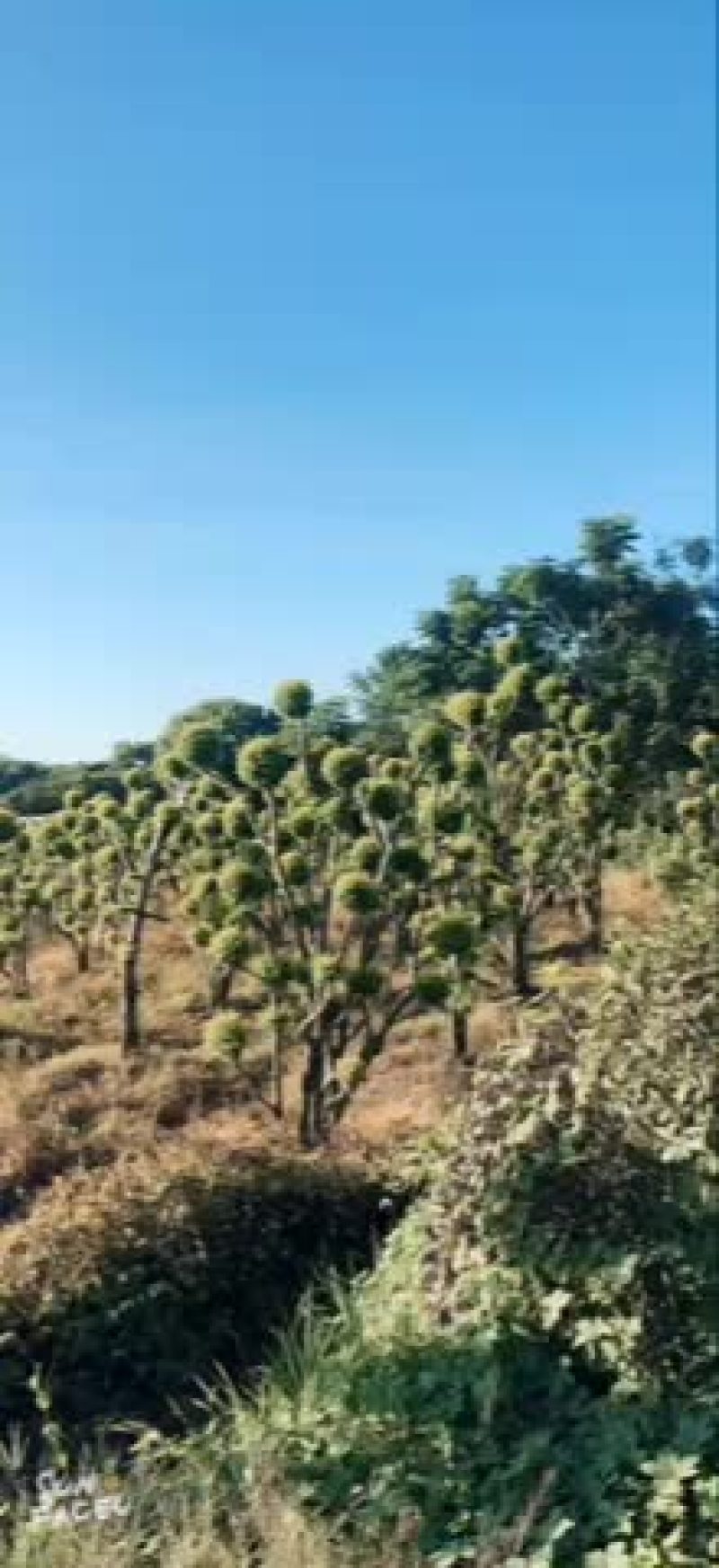 亮晶基地多种规格多球亮晶