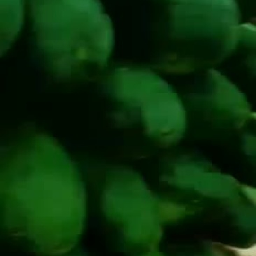 四川省安岳县青皮冬瓜