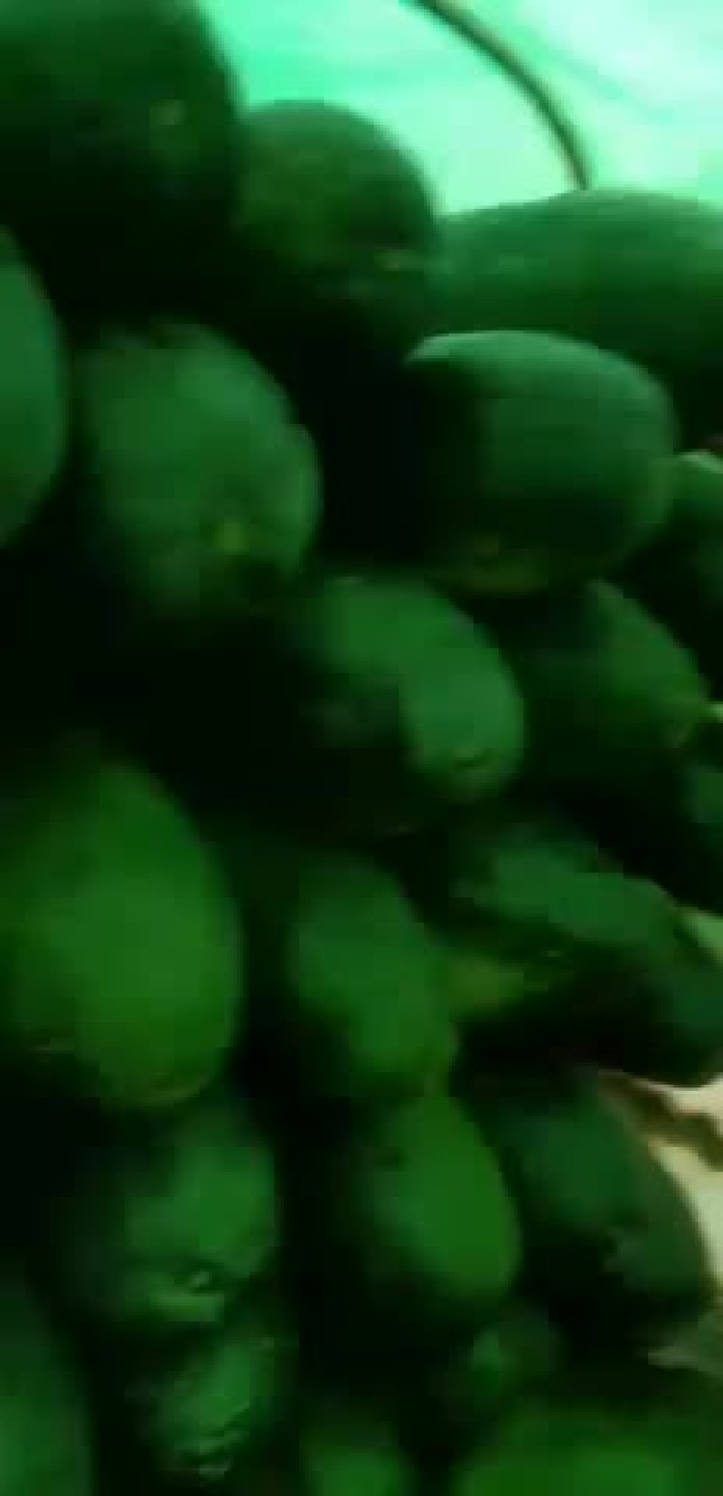 四川省安岳县青皮冬瓜