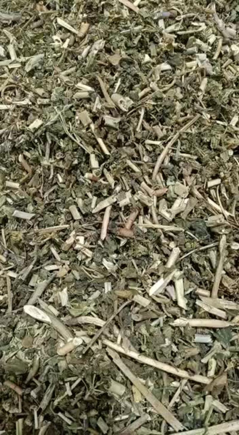 中药材泽漆新货猫眼草野生猫眼草泽漆中草药500克包