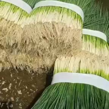 小葱优良按当日价格为主