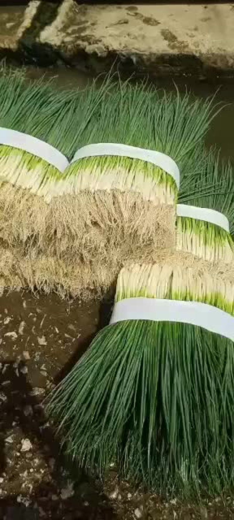 小葱优良按当日价格为主