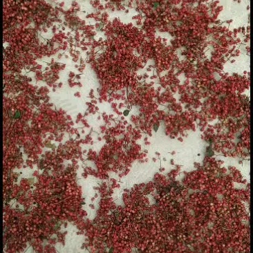 甘肃陇南花椒大红袍.油椒