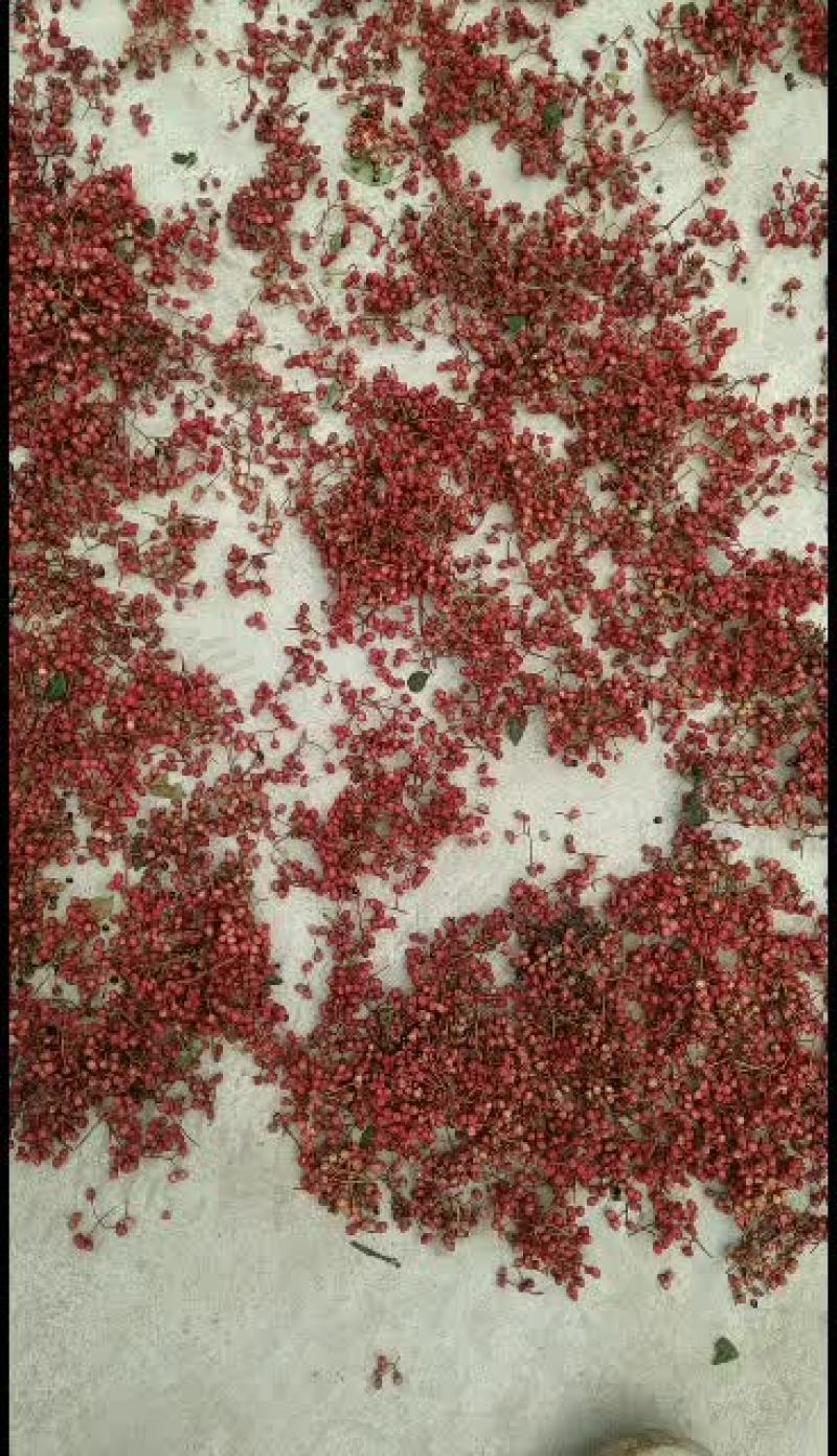 甘肃陇南花椒大红袍.油椒