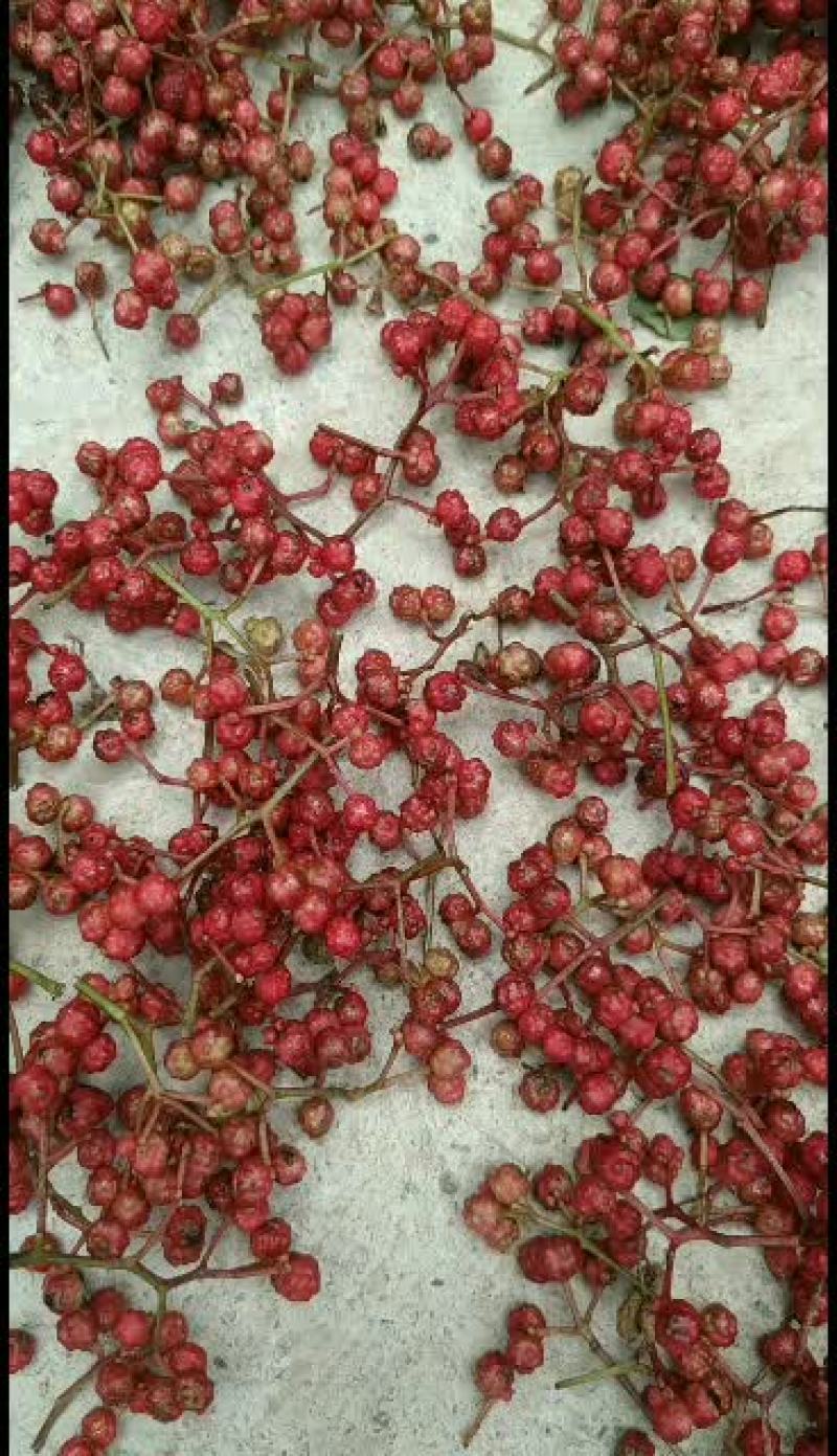 甘肃陇南花椒大红袍.油椒