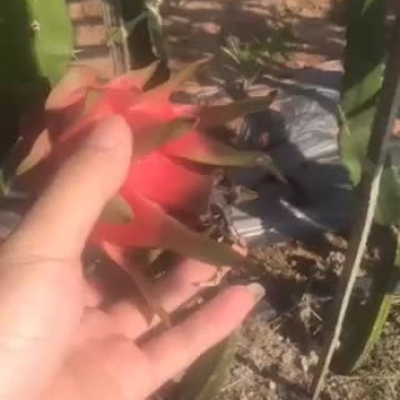 火龙果火龙果火龙果火龙果