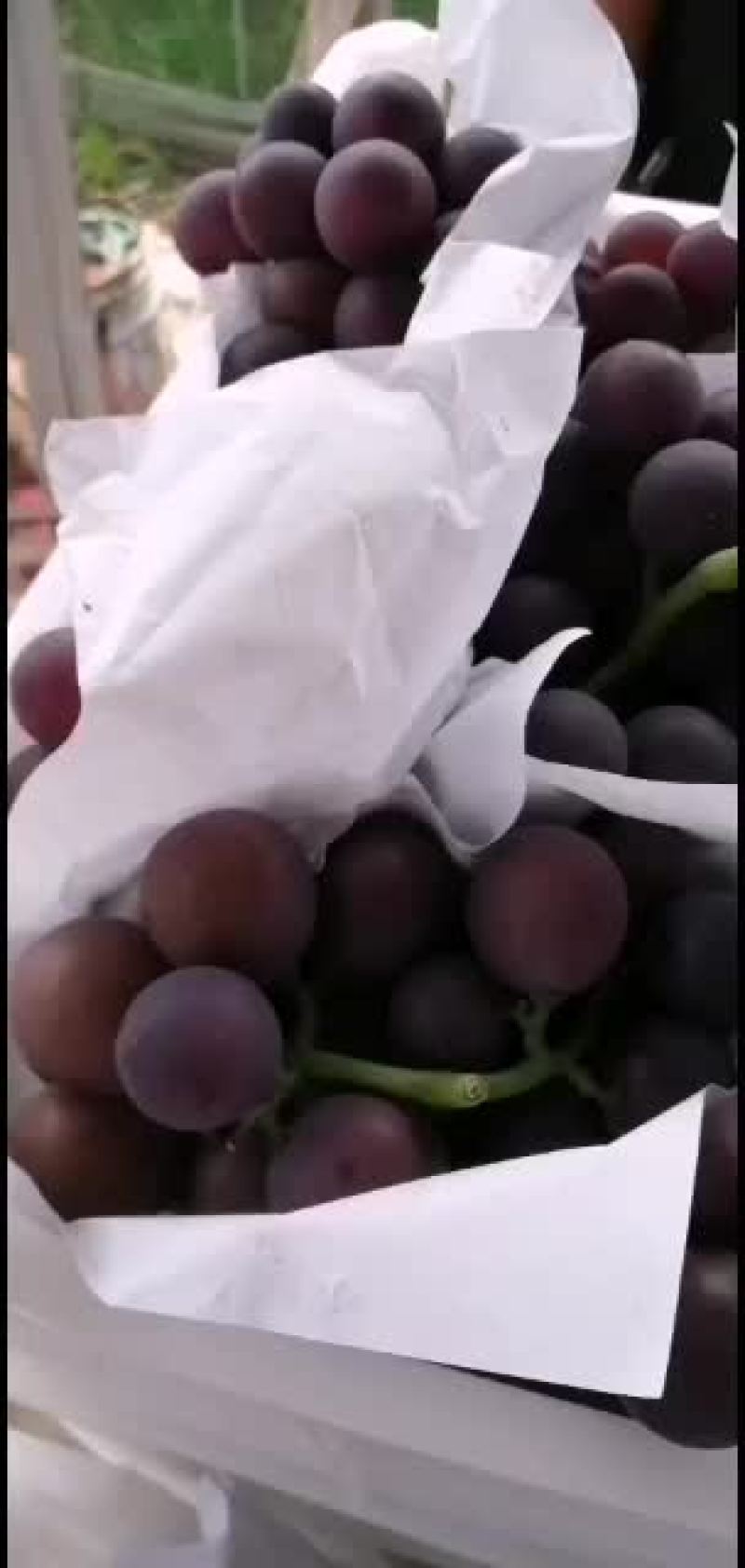 浙江慈溪精品巨峰葡萄代收