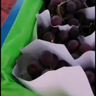 浙江慈溪精品巨峰葡萄代收
