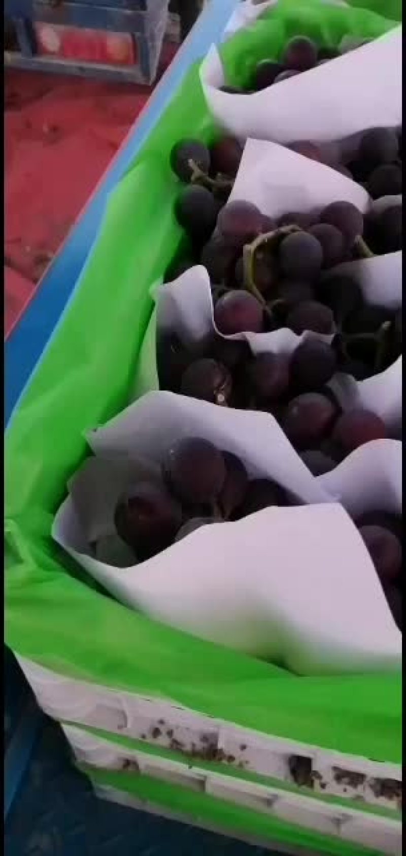 浙江慈溪精品巨峰葡萄代收