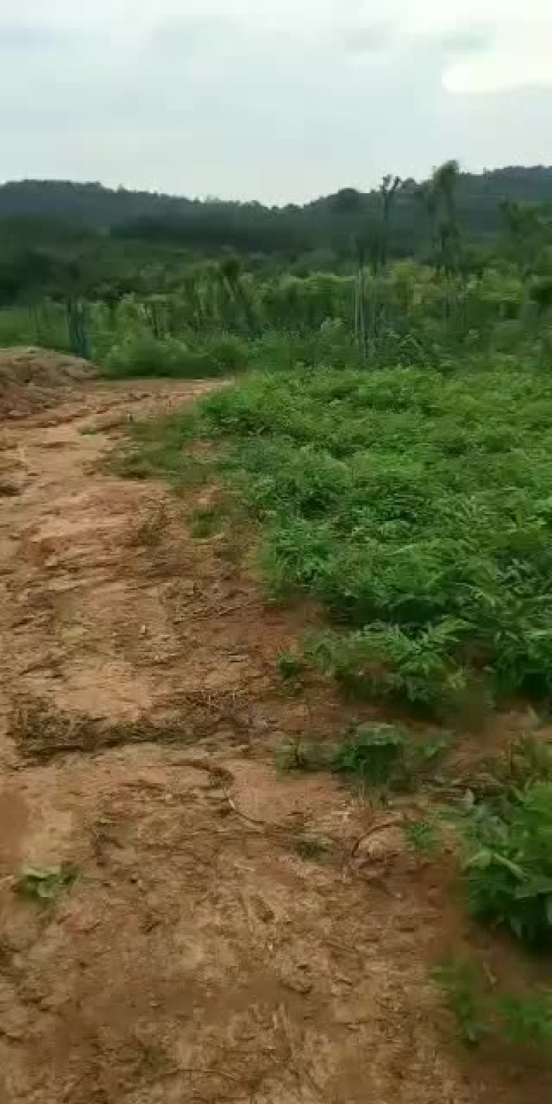 当年小苗供应，量大优惠