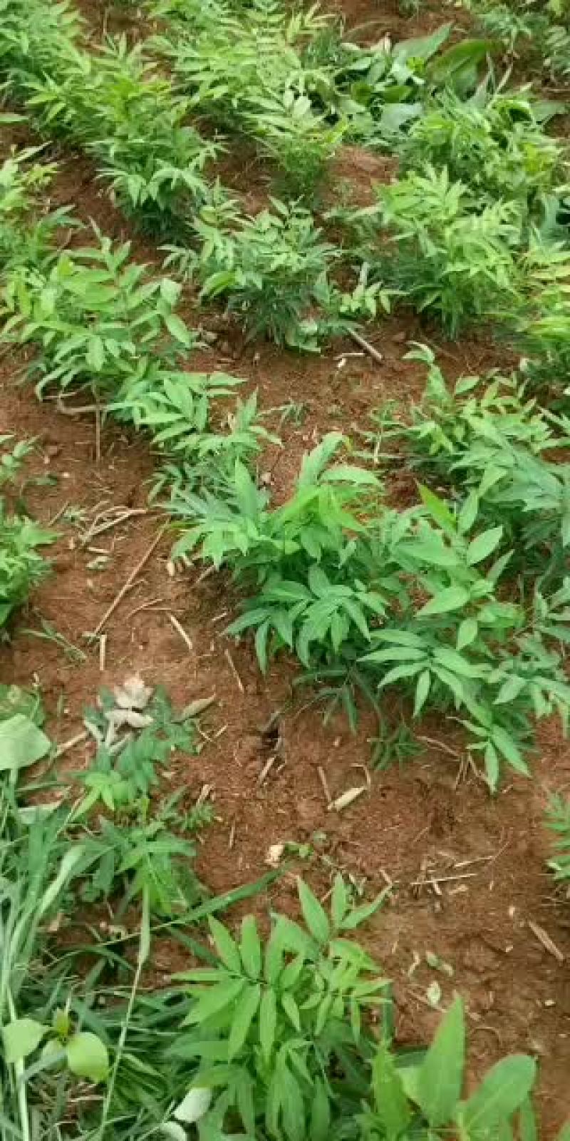 当年小苗供应，量大优惠