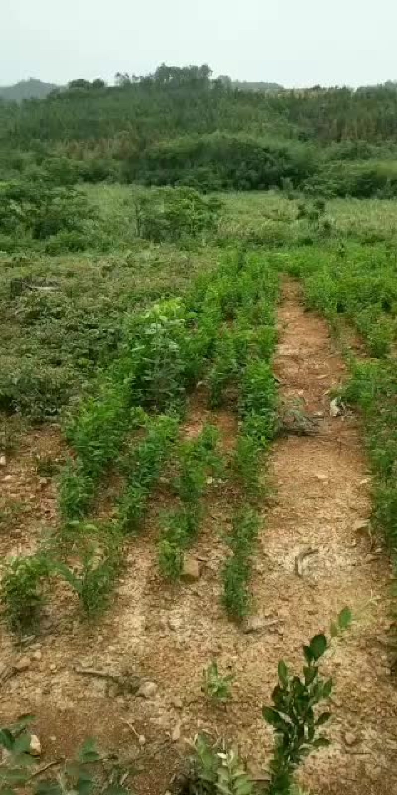 当年小苗供应，量大优惠