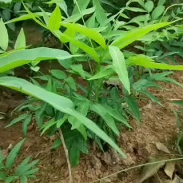 当年小苗供应，量大优惠