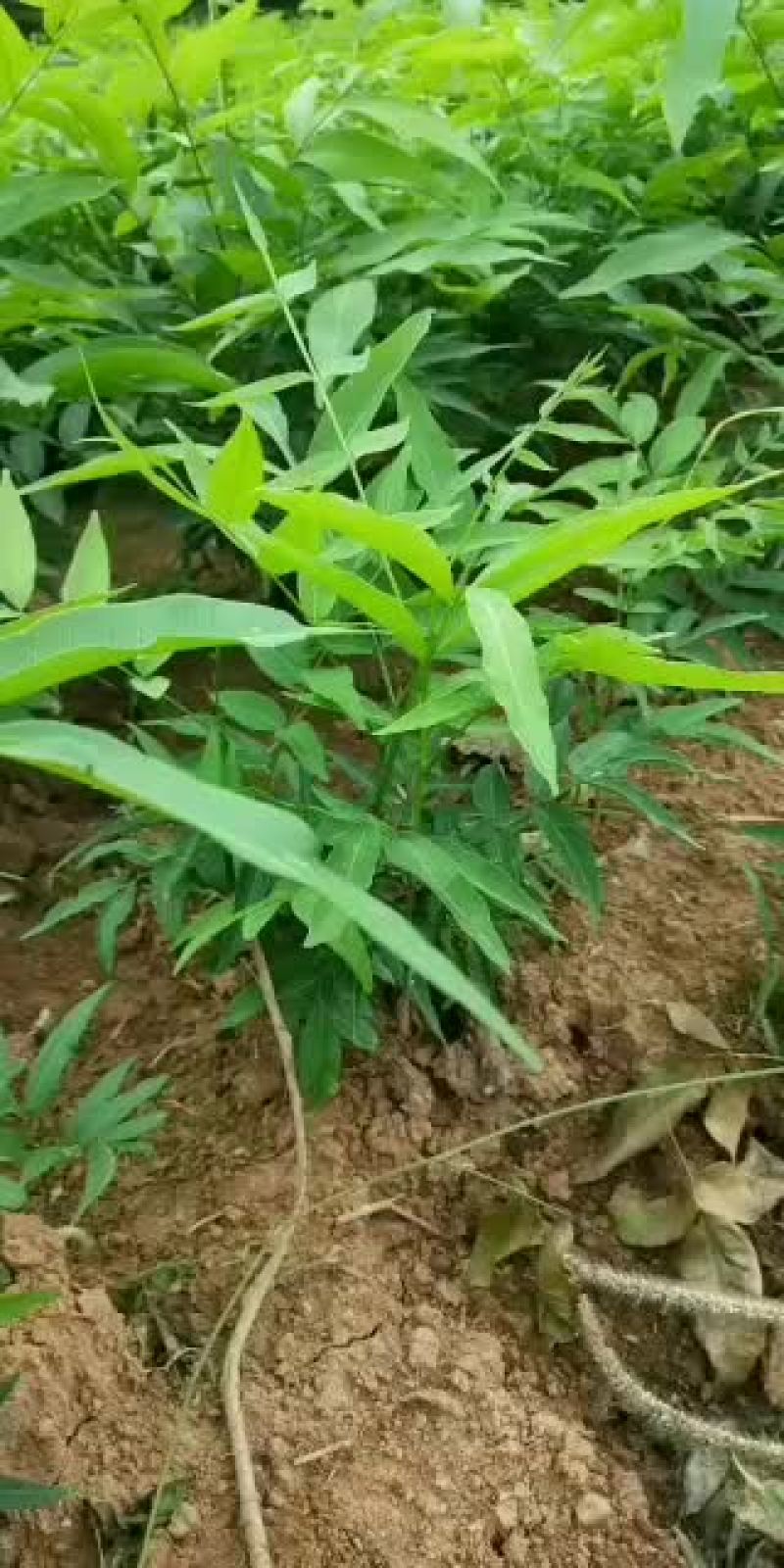 当年小苗供应，量大优惠