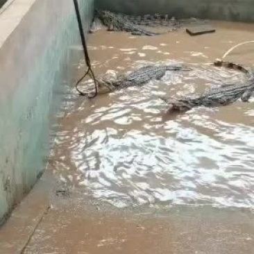 精品鳄鱼苗，大鳄鱼，中型鳄鱼