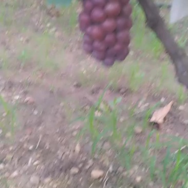 正宗山地葡萄味美甘甜粒大串行好看