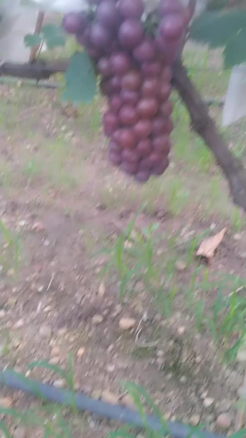 正宗山地葡萄味美甘甜粒大串行好看