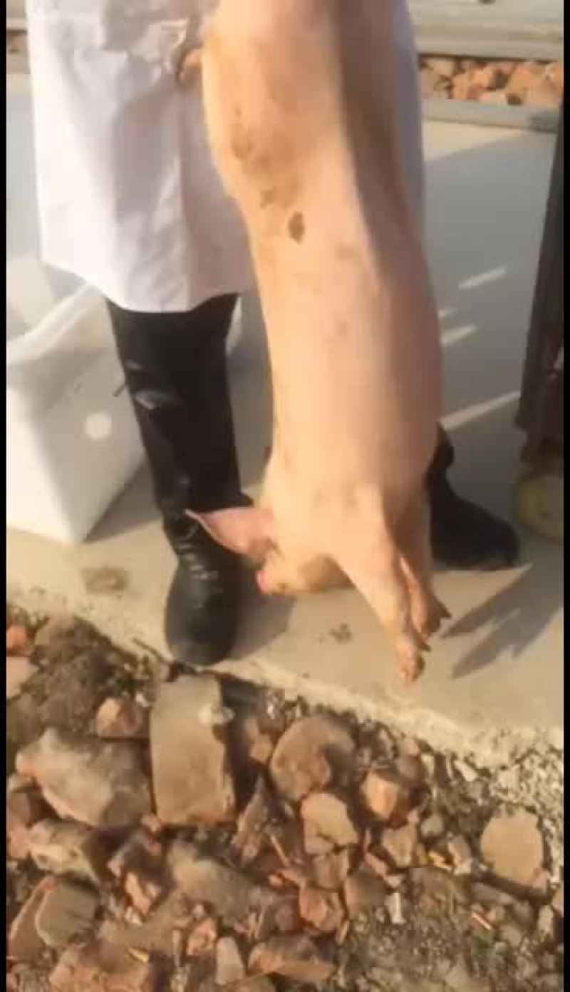 小母猪二元母猪长白母猪太湖母猪等