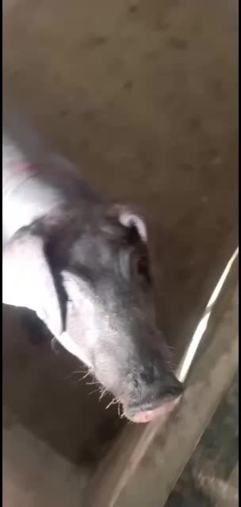 小母猪二元母猪长白母猪太湖母猪等