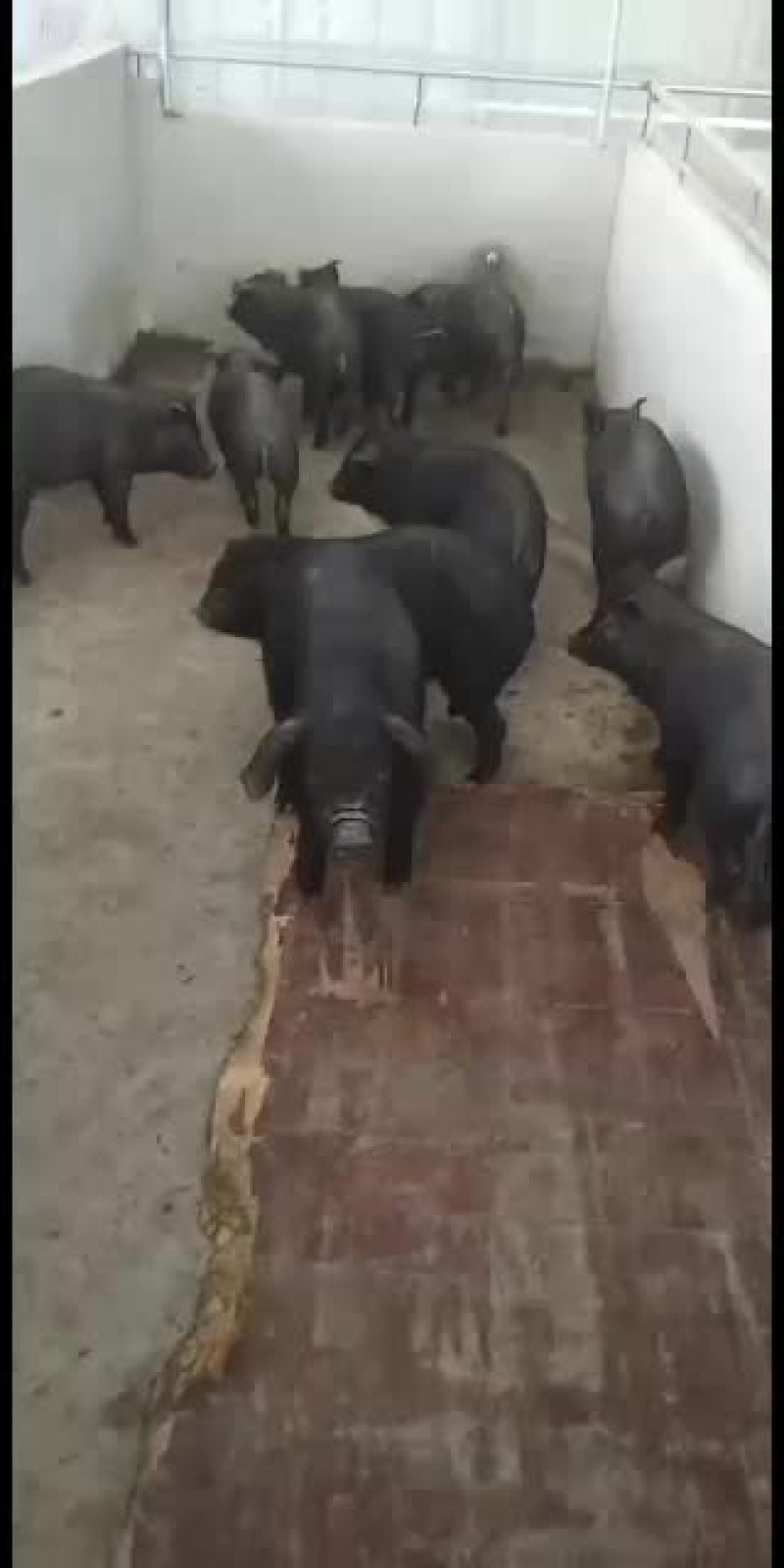 小母猪二元母猪长白母猪太湖母猪等