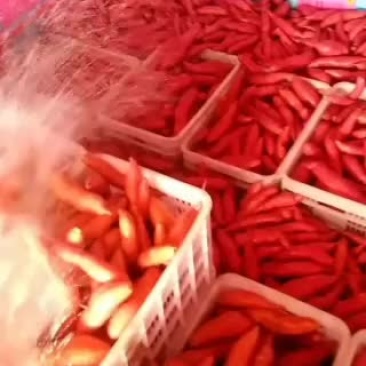 小红薯好货价格小贵要货谈价