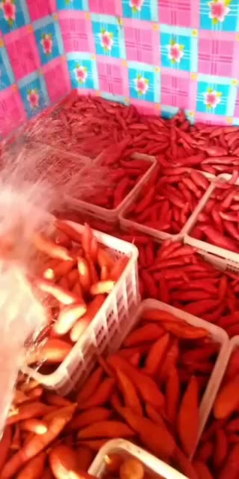 小红薯好货价格小贵要货谈价