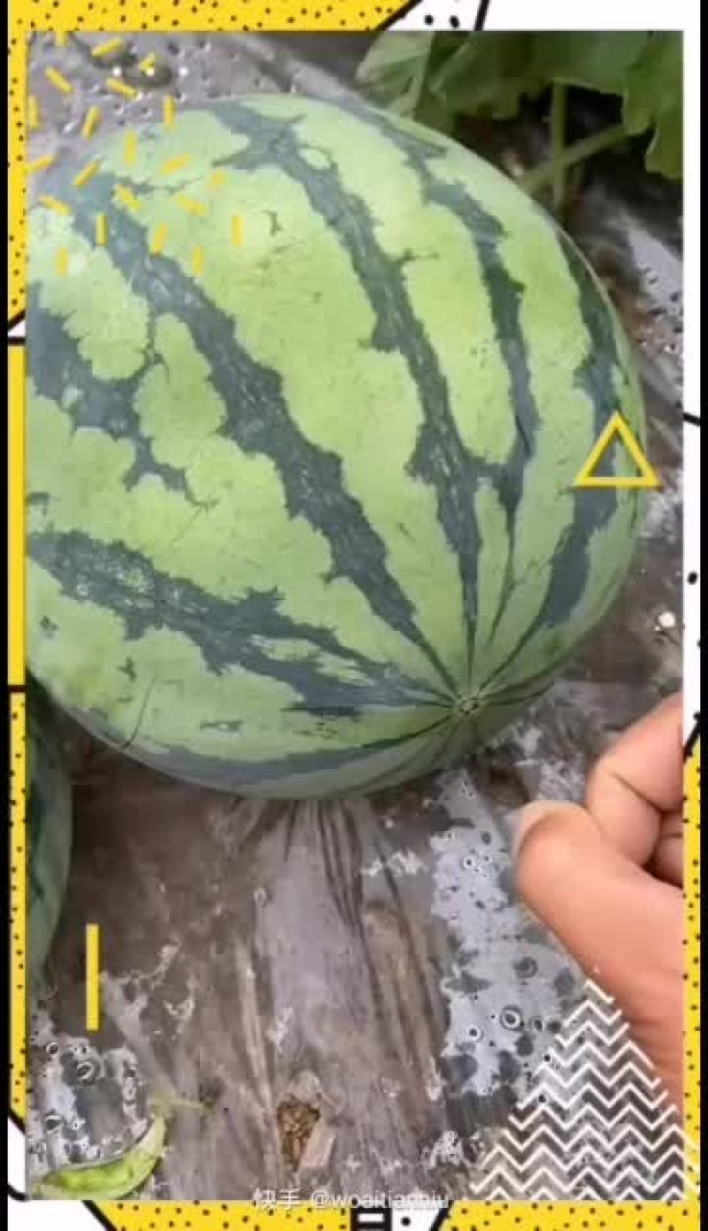 宁夏美都西瓜大量上市了